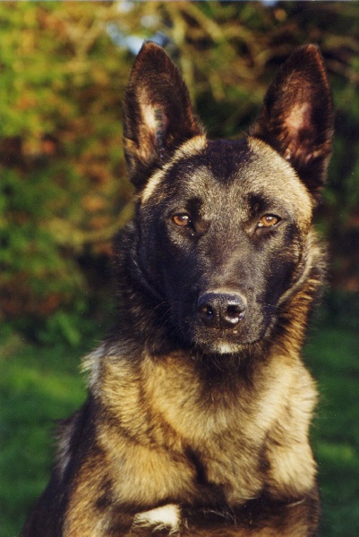 Nerone des Hautes Pertuades
